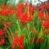 Crocosmia (montbrecia) višegodišnja: sadnja i njega, fotografija cvijeća