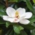 Magnolija grandiflora s velikim cvjetovima (grandiflora): fotografija, opis, recenzije, otpornost na mraz