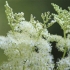 Meadowsweet (meadowsweet) obični: korisna svojstva, sadnja i njega