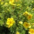 Potentilla grm goldstar (goldstar): sadnja i njega