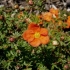 Potentilla grm crveni led: opis, uzgoj, fotografija