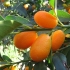 Kumquat liker