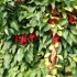 Schisandra chinensis: uzgoj i njega u sibiru, moskovskoj regiji, na uralu