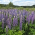 Lupin multifolia