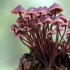 Mycena krvavonoga: opis i fotografija