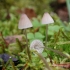 Mycena s nitima nogu: opis i fotografija