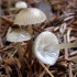 Mycena vulgaris: opis i fotografija