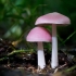 Mycena ružičasta: opis i fotografija