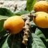 Kavkaski (abhaski) loquat: fotografija stabla i plodova, koji rastu kod kuće