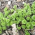 Stonecrop puzanje (puzanje): fotografija, sadnja i njega