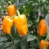 Omiljena paprika marelica