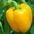 Pepper admiral kolchak f1