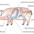 Pravila za hranjenje svinja - tablica normi i sastava
