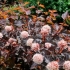 Vesicle viburnum purpurea: fotografija i opis