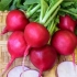 Radish duro krasnodar