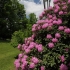 Najveći rododendron: fotografija i opis, sadnja i njega