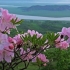 Schlippenbachov rododendron: fotografija, uzgoj iz sjemena, korisna svojstva