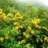 Rhododendron žuti: fotografija, sadnja i njega, za što je korisno