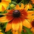 Rudbeckia (cvijet)