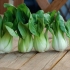 Pak-choi salata: opis, uzgoj i njega, recenzije