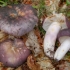 Plavo-žuta russula: opis gljiva, fotografija