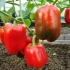 Sorte crvenih paprika