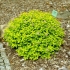 Spirea golden carpet, magic carpet i green carpet