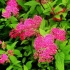 Spiraea japonica froebelii