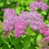 Spiraea japonica zlatna plamena