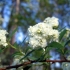 Spirea cantonese lanciata: fotografija i karakteristike