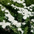 Nipponska spirea: snowmound, junbride, halvardsilver