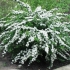 Spirea snowmound: fotografija i opis