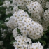 Spirea u sibiru