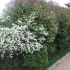 Spirea: vrste i sorte, fotografija, opis