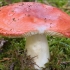 Spaljivanje russula: opis i fotografija