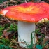 Russula zlatna: opis i fotografija