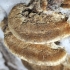 Trametes troga: fotografija i opis