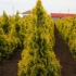 Thuja western sunkist (sunkist): opis, fotografija