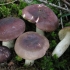 Turska russula: opis gljiva, fotografija