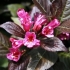 Weigela cvjeta crna minor (minor black): sadnja i njega