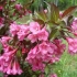 Weigela cvjeta nana purpurea (ljubičasta, nana purpurea): fotografija, opis, recenzije, reprodukcija