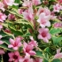 Weigela cvjeta nana variegata (šarena, nana variegata): fotografija, opis, recenzije, zimska otpornost