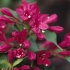 Weigela crveni princ (crveni princ): slijetanje i njega