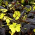 Loosestrife ciliated (lysimachia ciliata): fotografija i opis