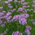 Verbena buenos aires (bonar): fotografija i opis, sorte